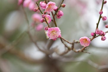 万博記念公園に投稿された画像（2026/2/20）