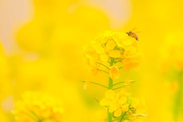 万博記念公園に投稿された画像（2026/2/20）