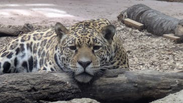 名古屋市東山動植物園に投稿された画像（2026/2/20）