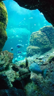 新江ノ島水族館に投稿された画像（2026/2/20）