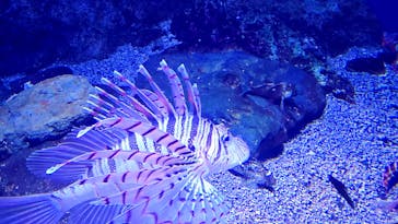 新江ノ島水族館に投稿された画像（2026/2/20）