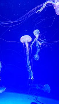 新江ノ島水族館に投稿された画像（2026/2/20）