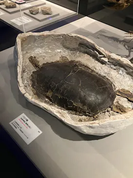 特別展「大絶滅展―生命史のビッグファイブ」に投稿された画像（2026/2/20）