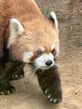 恩賜上野動物園に投稿された画像（2026/2/20）
