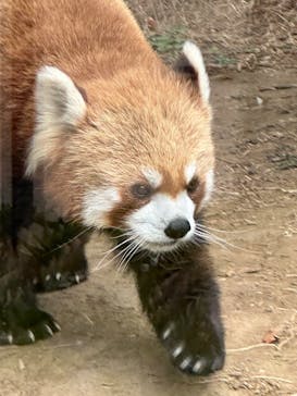 恩賜上野動物園に投稿された画像（2026/2/20）