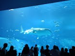 沖縄美ら海水族館に投稿された画像（2026/2/20）