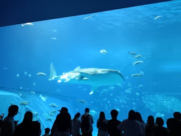 沖縄美ら海水族館に投稿された画像（2026/2/20）