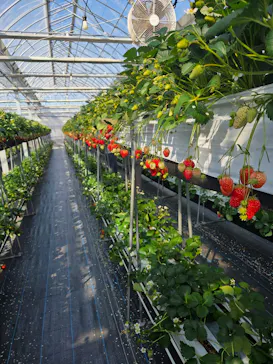 甘熟いちごや燦燦園に投稿された画像（2026/2/20）