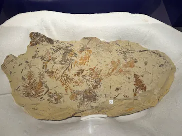 特別展「大絶滅展―生命史のビッグファイブ」に投稿された画像（2026/2/20）