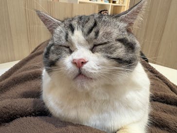 猫カフェモカ　イオンモール幕張新都心店に投稿された画像（2026/2/20）