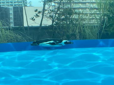 サンシャイン水族館に投稿された画像（2026/2/20）