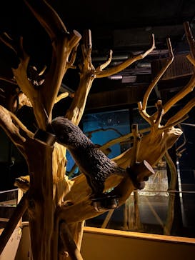 カワスイ 川崎⽔族館に投稿された画像（2026/2/20）