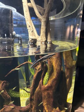 カワスイ 川崎⽔族館に投稿された画像（2026/2/20）