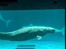 鴨川シーワールドに投稿された画像（2026/2/20）