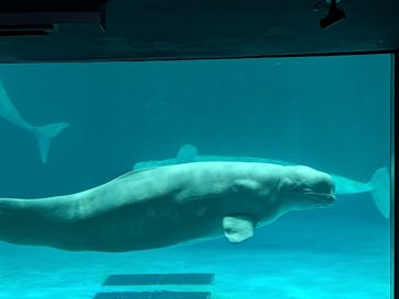 鴨川シーワールドに投稿された画像（2026/2/20）