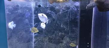 幼魚水族館に投稿された画像（2026/2/20）