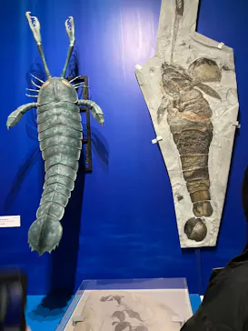 特別展「大絶滅展―生命史のビッグファイブ」に投稿された画像（2026/2/20）