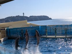新江ノ島水族館に投稿された画像（2026/2/21）