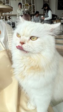 猫カフェモカ　原宿店に投稿された画像（2026/2/21）