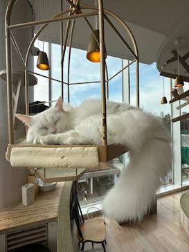 猫カフェモカ　原宿店に投稿された画像（2026/2/21）