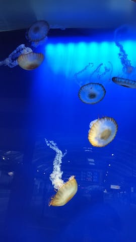 新江ノ島水族館の口コミ ｜特別展示の生き物タッチ目的で午｜アソビュー！