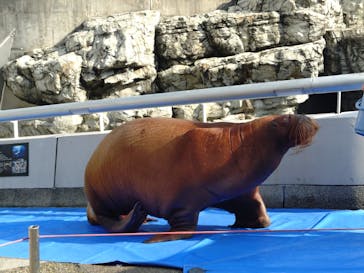 大分マリーンパレス水族館 「うみたまご」に投稿された画像（2026/2/21）