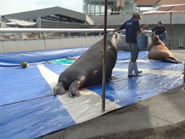 大分マリーンパレス水族館 「うみたまご」に投稿された画像（2026/2/21）