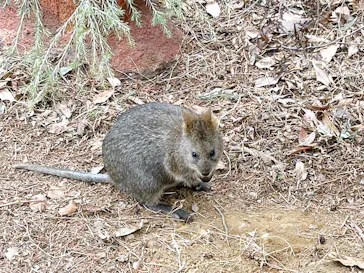 こども動物自然公園（埼玉県公園緑地協会）に投稿された画像（2026/2/21）
