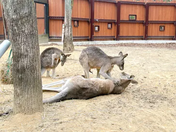 こども動物自然公園（埼玉県公園緑地協会）に投稿された画像（2026/2/21）