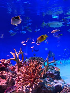 新江ノ島水族館に投稿された画像（2026/2/21）