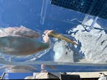 サンシャイン水族館に投稿された画像（2026/2/21）