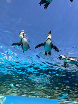 サンシャイン水族館に投稿された画像（2026/2/21）