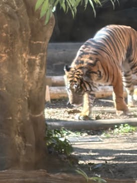 恩賜上野動物園に投稿された画像（2026/2/21）