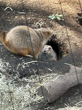 恩賜上野動物園に投稿された画像（2026/2/21）
