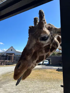 那須サファリパークに投稿された画像（2026/2/21）