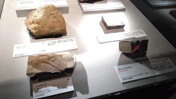 特別展「大絶滅展―生命史のビッグファイブ」に投稿された画像（2026/2/21）