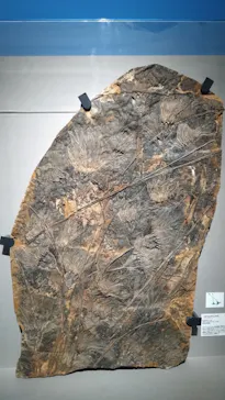 特別展「大絶滅展―生命史のビッグファイブ」に投稿された画像（2026/2/21）