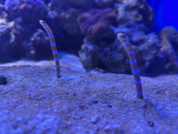 横浜・八景島シーパラダイスに投稿された画像（2026/2/21）