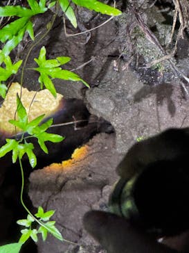 スターライフ石垣島に投稿された画像（2026/2/21）