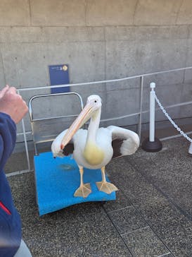 大分マリーンパレス水族館 「うみたまご」に投稿された画像（2026/2/21）
