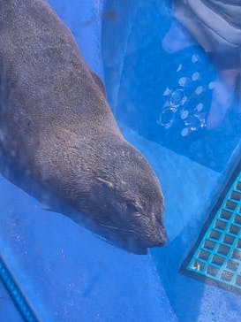 大分マリーンパレス水族館 「うみたまご」に投稿された画像（2026/2/21）