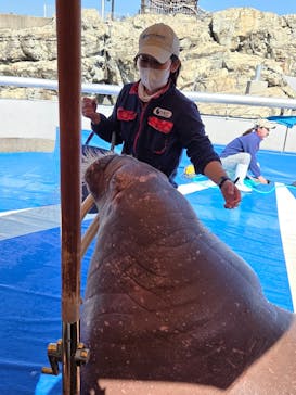 大分マリーンパレス水族館 「うみたまご」に投稿された画像（2026/2/21）