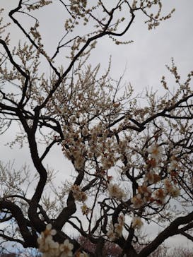 偕楽園本園に投稿された画像（2026/2/21）