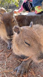 長崎バイオパークに投稿された画像（2026/2/21）