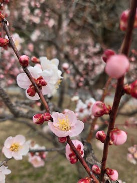 偕楽園本園に投稿された画像（2026/2/21）