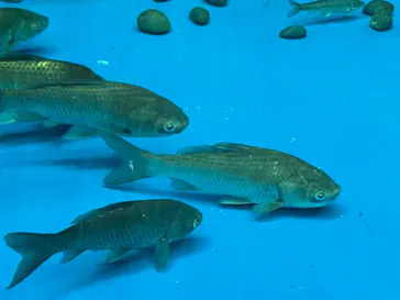 滋賀県立琵琶湖博物館に投稿された画像（2026/2/21）