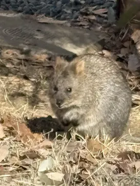 こども動物自然公園（埼玉県公園緑地協会）に投稿された画像（2026/2/21）