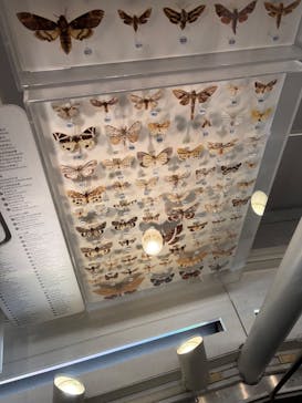 国立科学博物館に投稿された画像（2026/2/21）