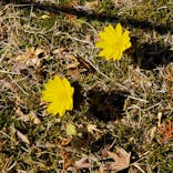 名古屋市東山動植物園に投稿された画像（2026/2/21）