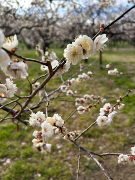 偕楽園本園に投稿された画像（2026/2/21）